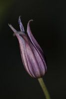 La clématite dans le bouton