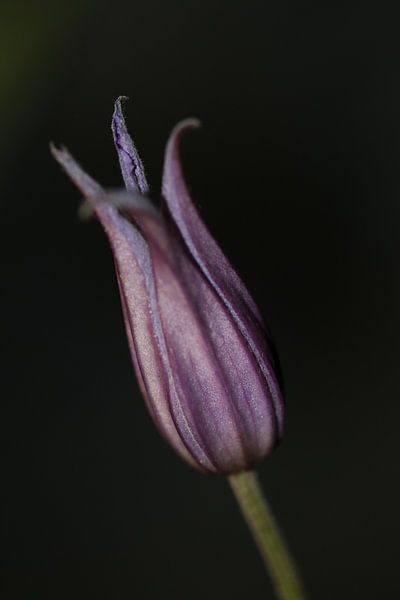Clematis in the button by Bärbel Severens