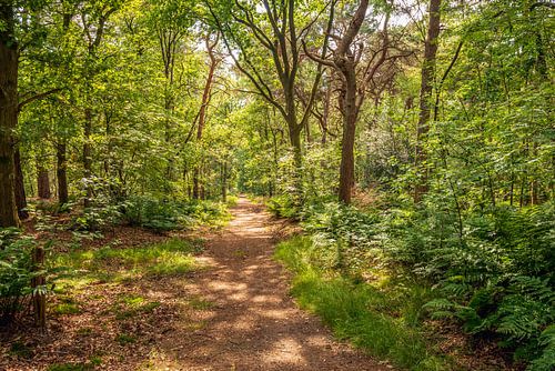 Forest path in summer, De Moer by Ruud Morijn