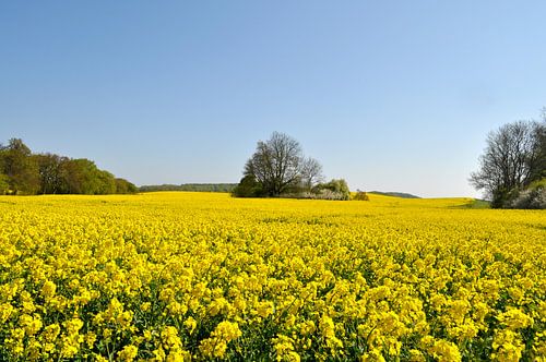 Koolzaadveld bij Posewald op het eiland Rügen