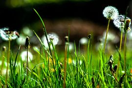 Dandelions on Monday von Photoart-Naegele