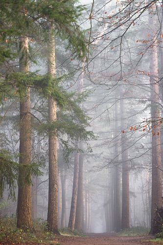Laantje zonder eind in de mist!