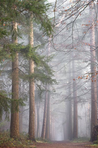 Endless lane in the fog! by Peter Haastrecht, van