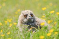 Jonge oehoe uil kuiken
