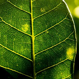 Photosynthesis, Green leave backlight von Mirella Klas