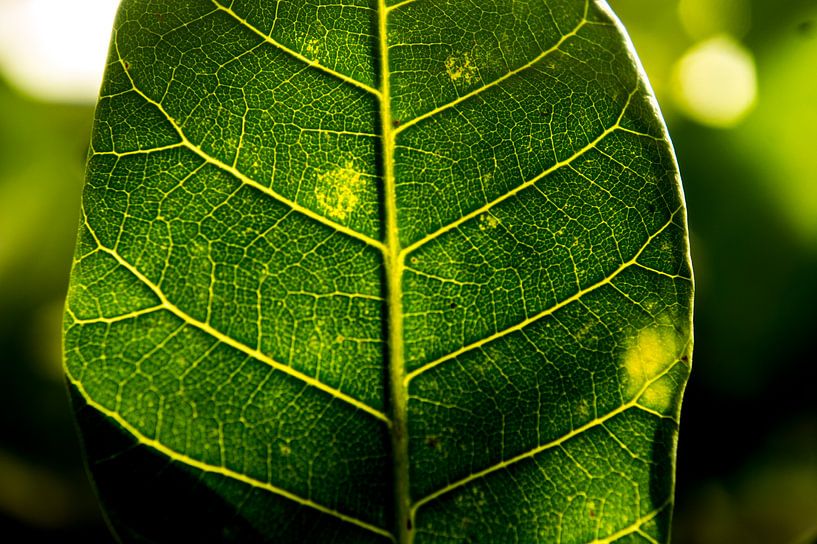 Fotosynthese von Mirella Klas