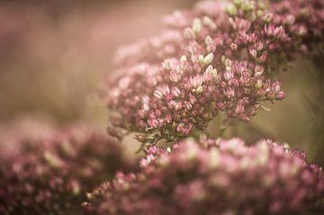 Blumen Teil 350 von Tania Perneel