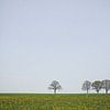 Arbres à l'horizon | Paysage | Limbourg Sud, Pays-Bas sur Luis Boullosa