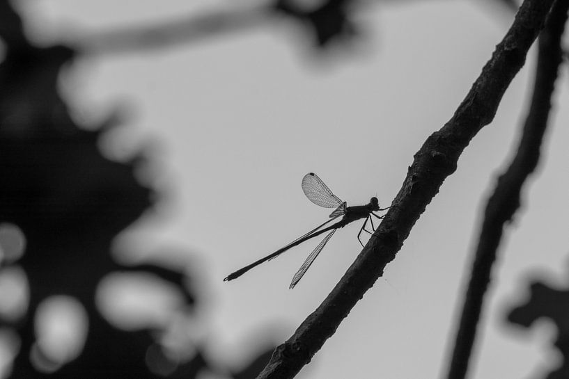 Libelle by Anjo ten Kate