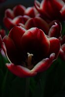 Tulips.