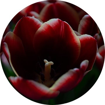 Tulpen. van Kathy Orbie