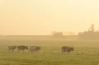 Koeien in de wei tijdens een mistige zonsopkomst van Sjoerd van der Wal thumbnail