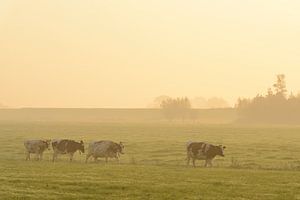 Kühe auf einer Wiese bei einem nebligen Sonnenaufgang von Sjoerd van der Wal Fotografie