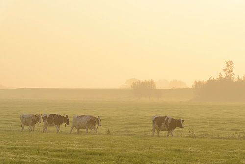 Koeien in de wei tijdens een mistige zonsopkomst