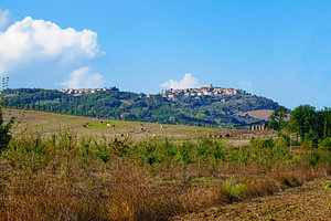 Colle di Val d'Elsa, Toskana | Weideland und Kühe