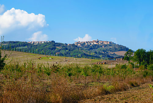 Colle di Val d'Elsa, Tuscany | Pastures and cows