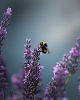 Bumblebee