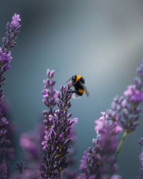 Hommel van Tom Zwerver