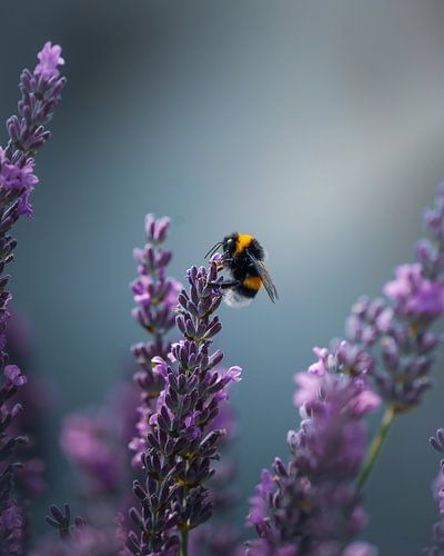 Bumblebee by Tom Zwerver
