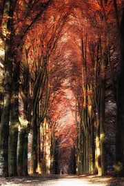 Red Autumn by Rigo Meens