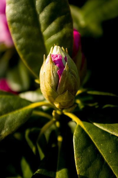bouton de fleur de rhododendron rose | photo d'art botanique | photo d'art nature par Karijn | Fine art Natuur en Reis Fotografie
