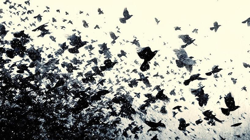 Flug aus der Dunkelheit ins Helle von Frank Heinz