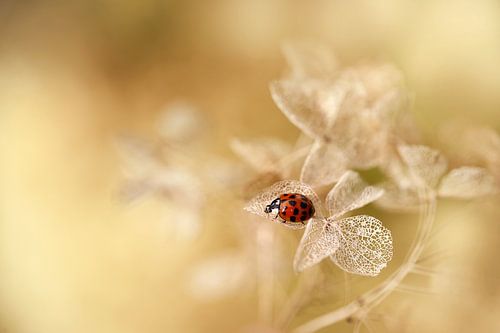 Automne '24 sur Ellen van Deelen