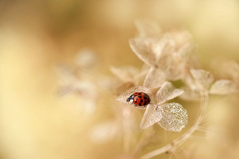 Autumn '24 by Ellen van Deelen