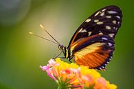 De  Hecale Longwing  vlinder van Ralf Linckens thumbnail