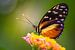 De  Hecale Longwing  vlinder van Ralf Linckens