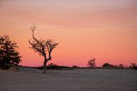 Drunense Duinen Rode Lucht van Zwoele Plaatjes thumbnail