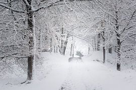 A winter scene. Dwingelderveld, Drenthe. by Ton Drijfhamer