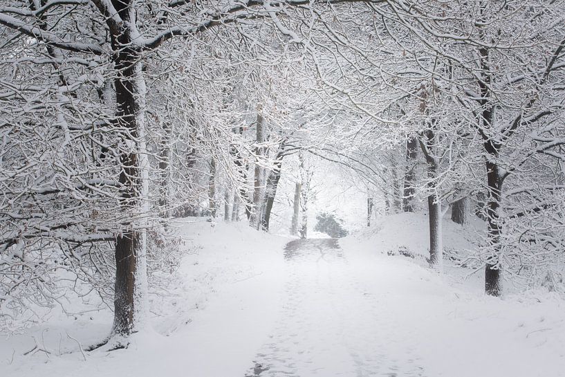 Eine Winterszene. Dwingelderveld, Drenthe. von Ton Drijfhamer