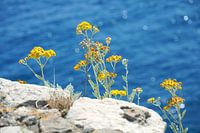 Mediterrane Sonnenblumen