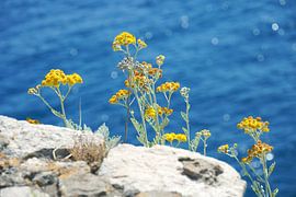 Mediterrane Sonnenblumen von ArtsBreeze