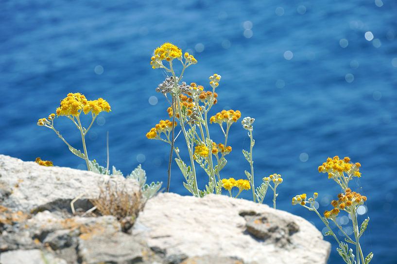 Tournesols méditerranéens par ArtsBreeze