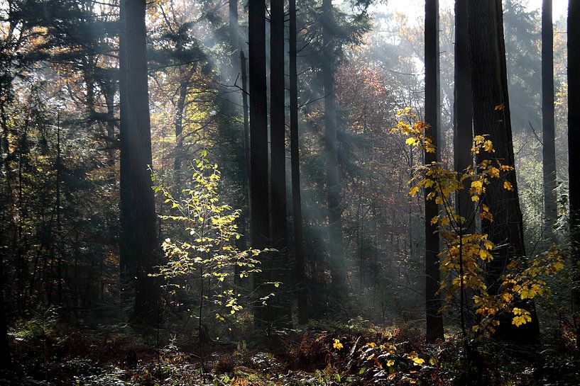 In het Bos  by Eric ijdo