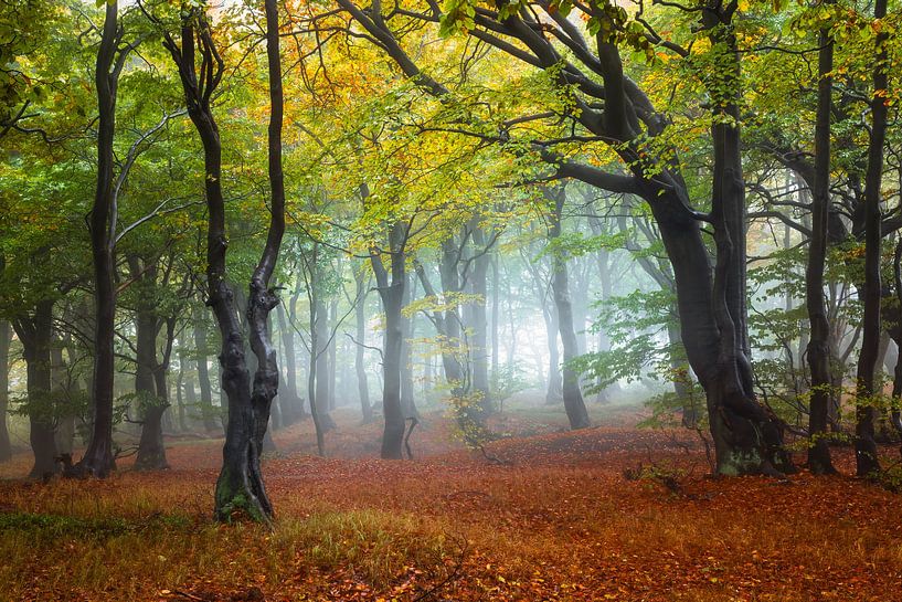 Foggy atmosphere in the beech grove by Daniela Beyer