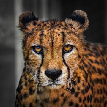 Close-up van een jachtluipaard ( cheetah ) van Chi