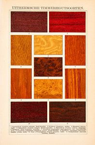 Plaque de couleur éducative Espèces de bois exotiques