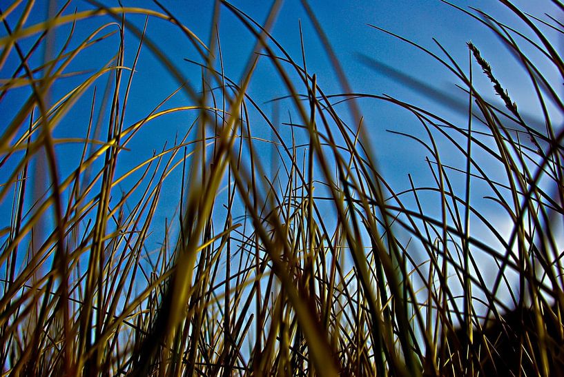 Dune Grass by Norbert Sülzner