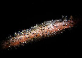 Fish eggs, Tulamben, Bali, Indonesië by Aniek Stevense