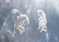 After the snow fog