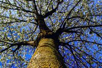 Arbre à fleurs