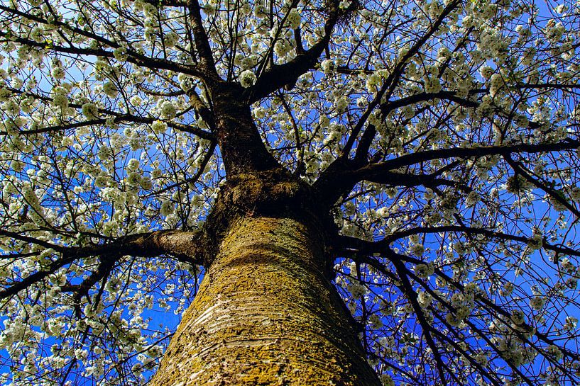 Blossom tree by JerrySeshiefotografie