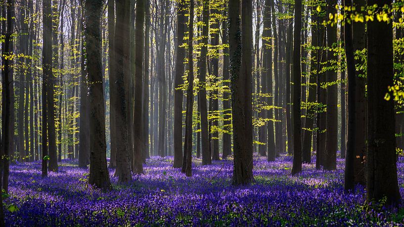 Hallerbos van Wim Denijs