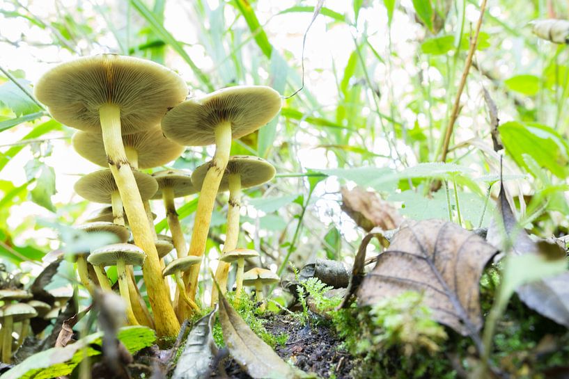 Paddenstoel in het bos von Tess Smethurst-Oostvogel