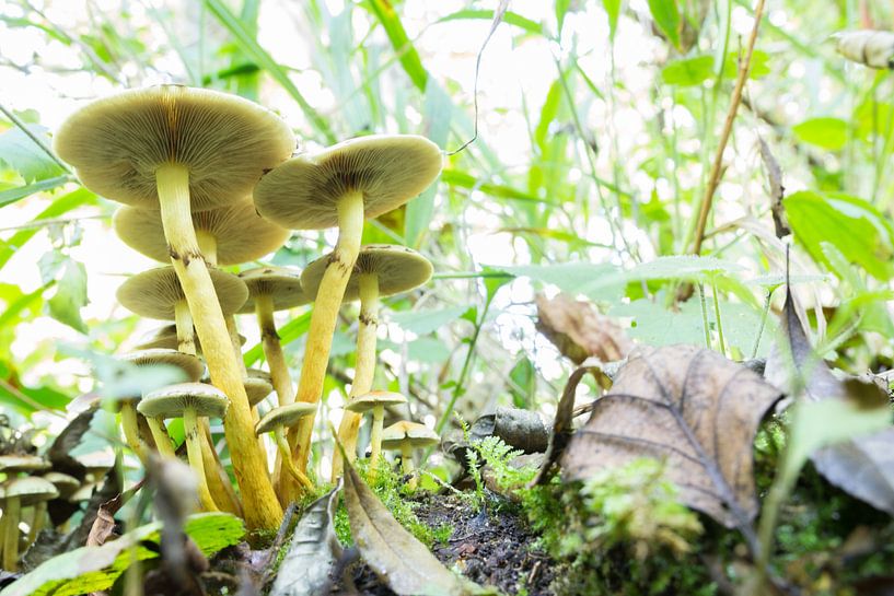 Paddenstoel in het bos van Tess Smethurst-Oostvogel