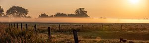 Photo panoramique de la rosée sur la prairie