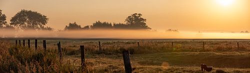 Panoramafoto dauw op het weiland
